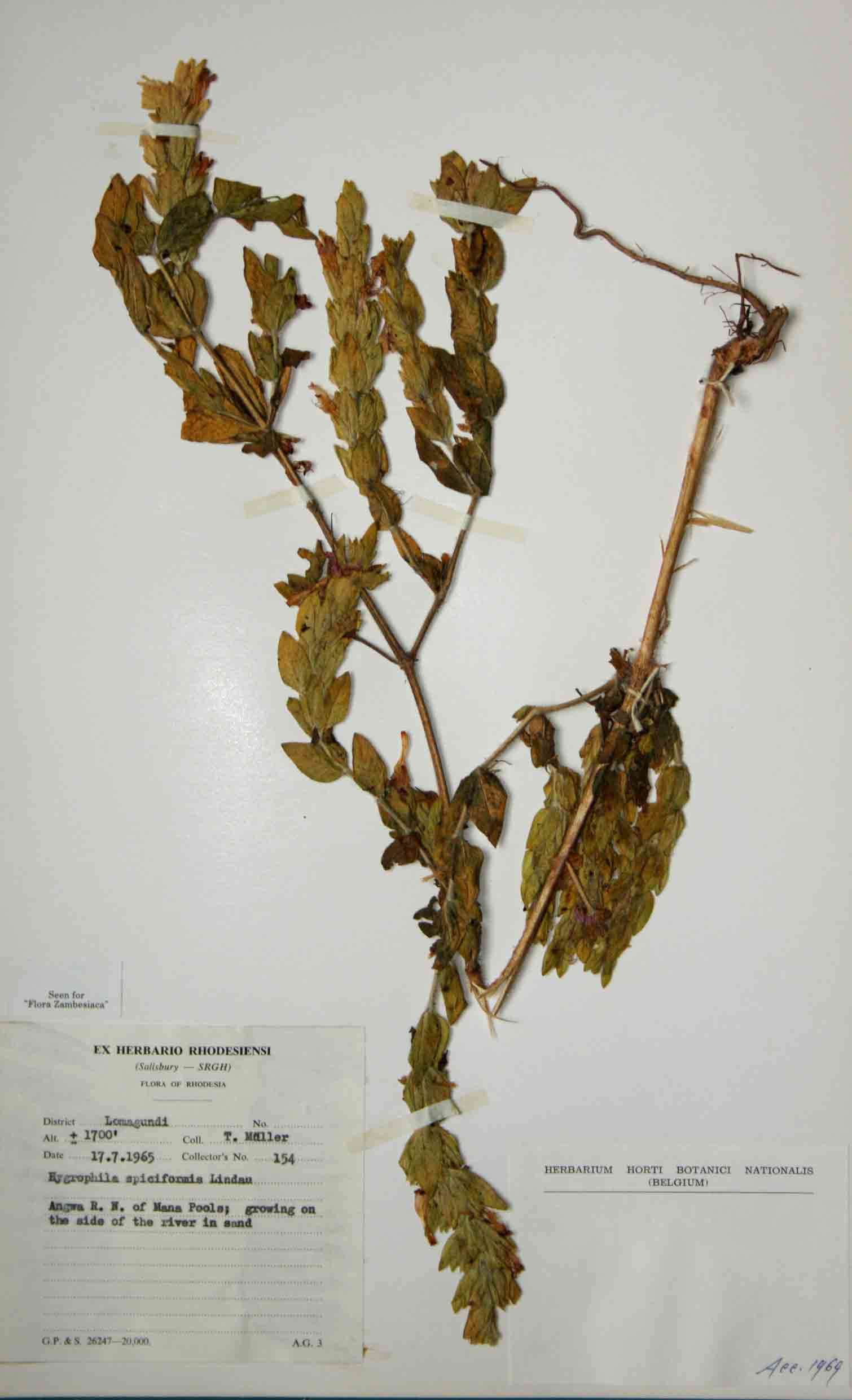 Image of Hygrophila spiciformis Lindau