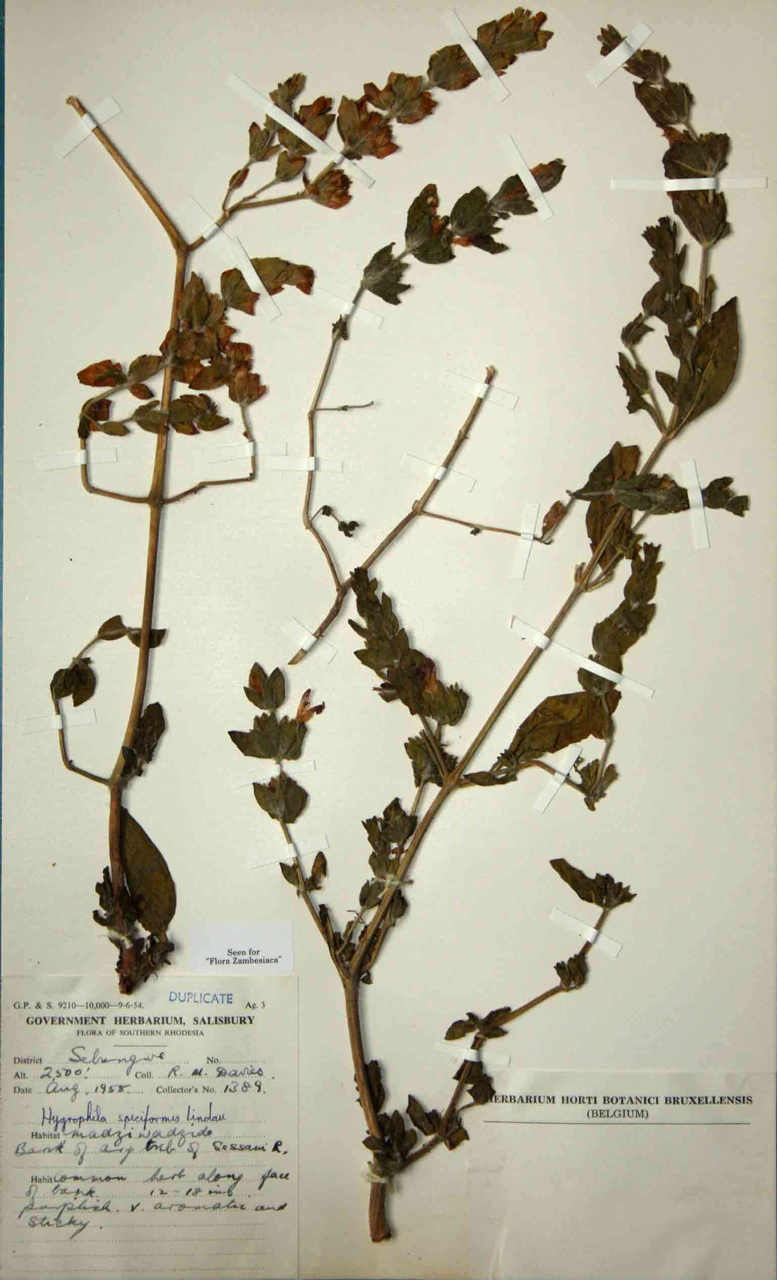 Image of Hygrophila spiciformis Lindau