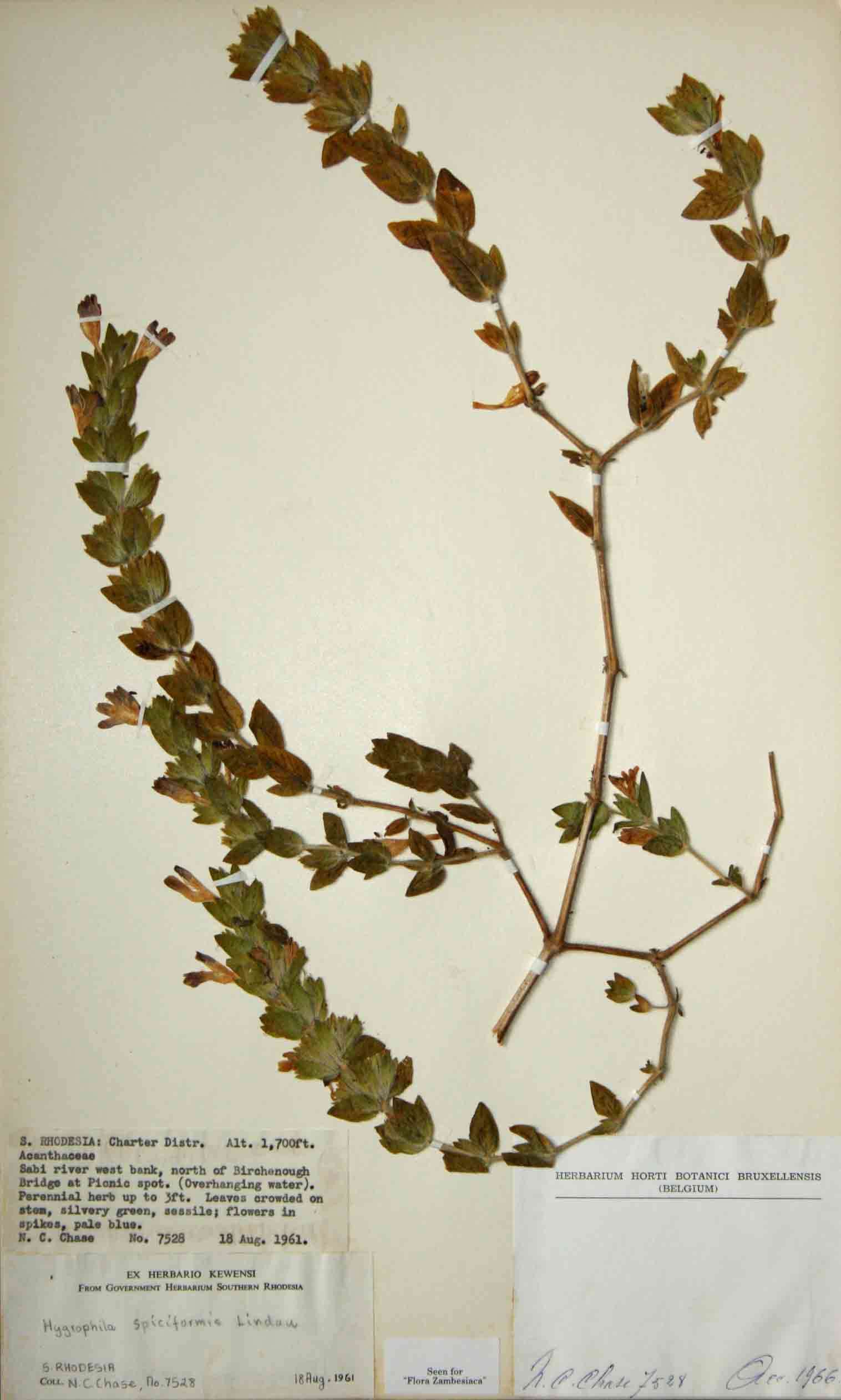 Image of Hygrophila spiciformis Lindau