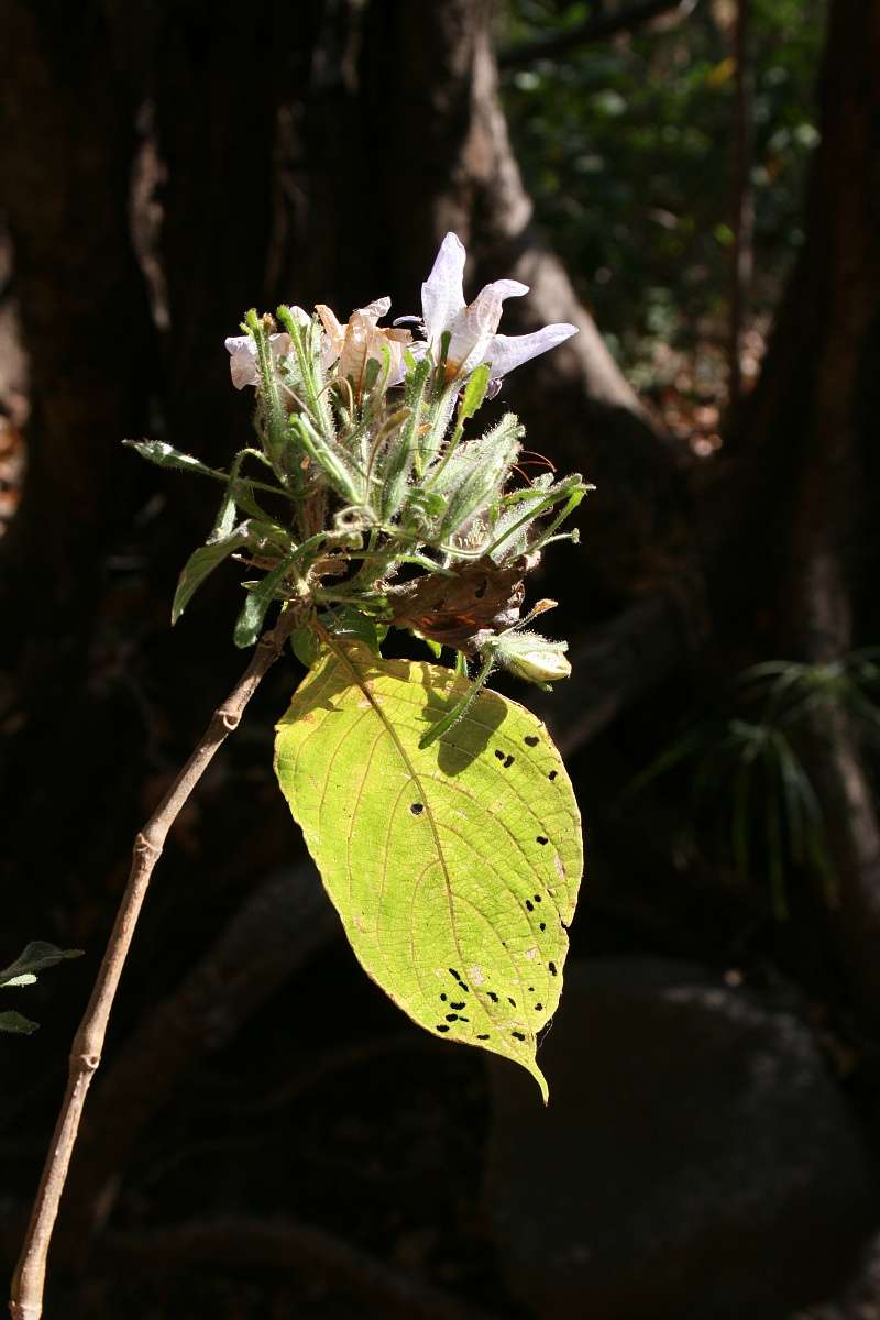 Image of Mellera nyassana S. Moore