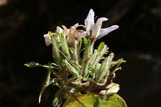 Image of Mellera nyassana S. Moore