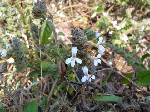 Image de Phaulopsis imbricata (Forssk.) Sweet