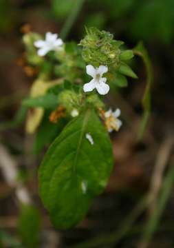 Phaulopsis imbricata (Forssk.) Sweet resmi