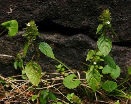 Phaulopsis imbricata (Forssk.) Sweet resmi