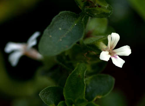 Phaulopsis imbricata (Forssk.) Sweet resmi