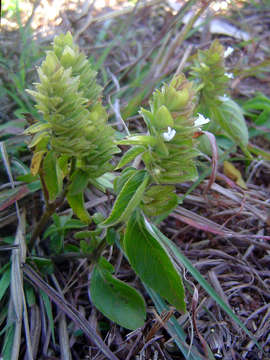 Phaulopsis imbricata (Forssk.) Sweet resmi