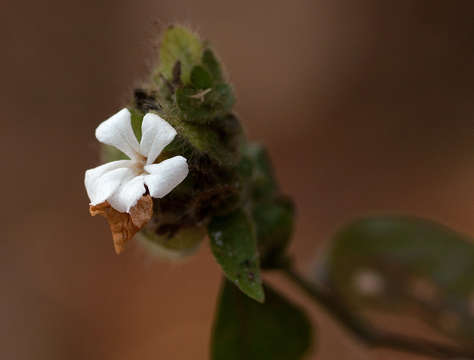 Phaulopsis imbricata (Forssk.) Sweet resmi