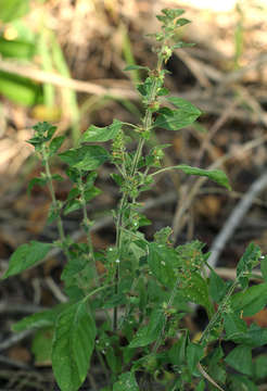 Phaulopsis imbricata (Forssk.) Sweet resmi