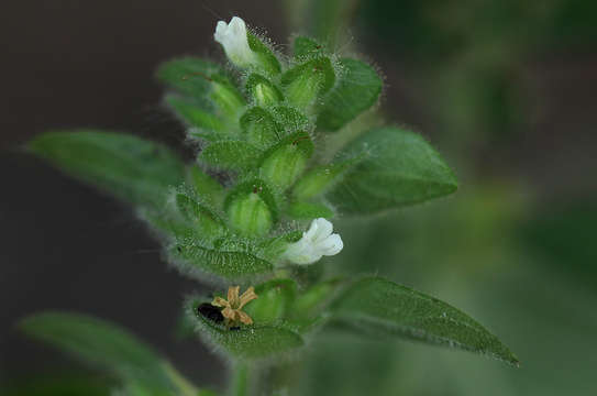 Image de Phaulopsis imbricata (Forssk.) Sweet