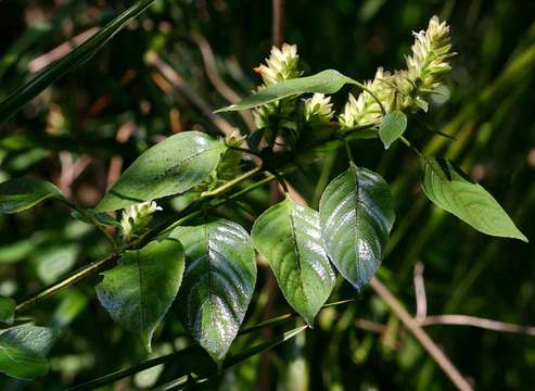 Phaulopsis imbricata (Forssk.) Sweet resmi