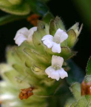 Phaulopsis imbricata (Forssk.) Sweet resmi