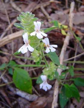 Phaulopsis imbricata (Forssk.) Sweet resmi