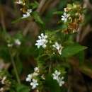 Image of Phaulopsis imbricata subsp. imbricata