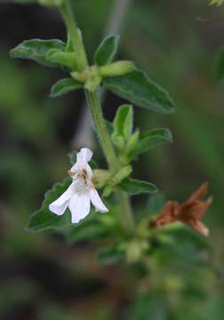 Image of snakeherb