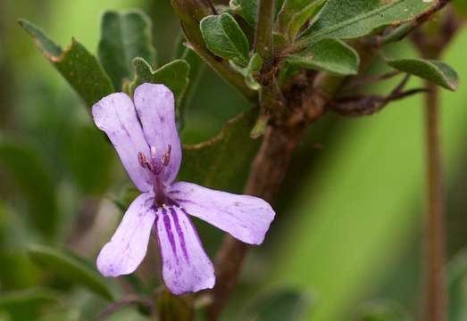 Image of snakeherb