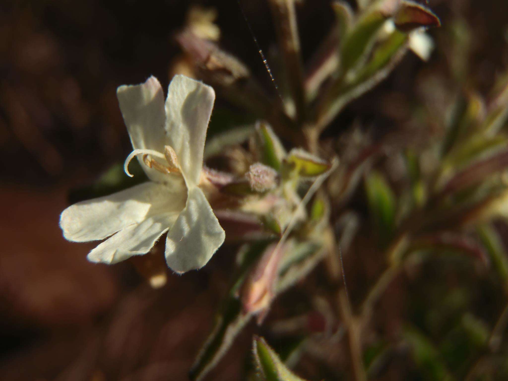 安龙花属的圖片