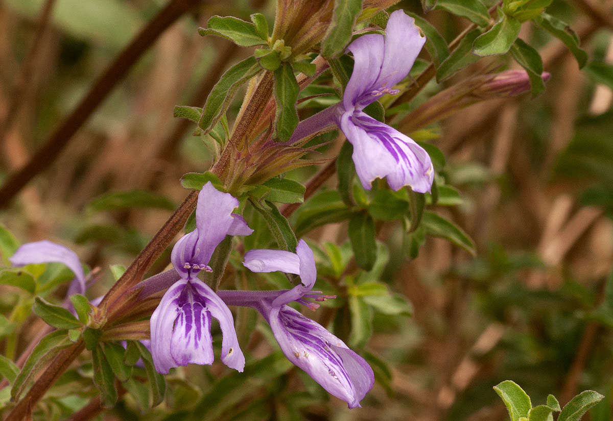 安龙花属的圖片