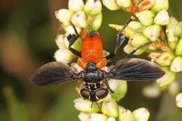 صورة Trichopoda pennipes (Fabricius 1781)