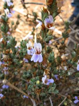 Imagem de Duosperma quadrangulare (Klotzsch) Brummitt