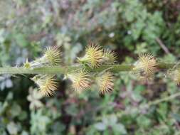 Image of fragrant agrimony