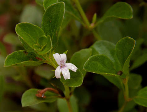 Image of Dyschoriste setigera (Pers.) J. C. Manning & Goldblatt