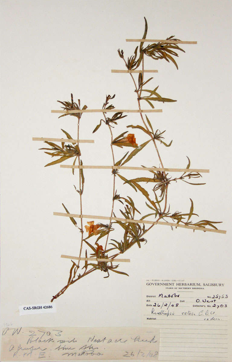 Image of Ruelliopsis