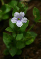 Imagem de Ruellia cordata Thunb.