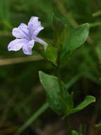 Plancia ëd Ruellia cordata Thunb.