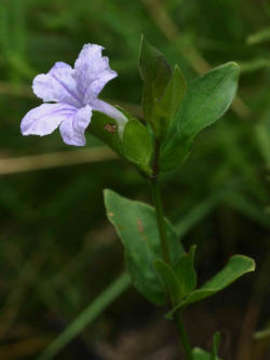 Image of Ruellia cordata Thunb.