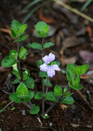 صورة Ruellia cordata Thunb.