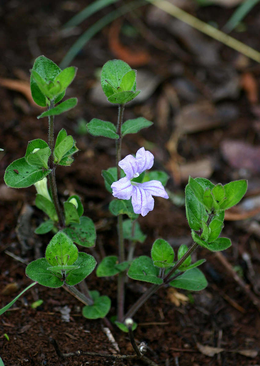 Imagem de Ruellia cordata Thunb.