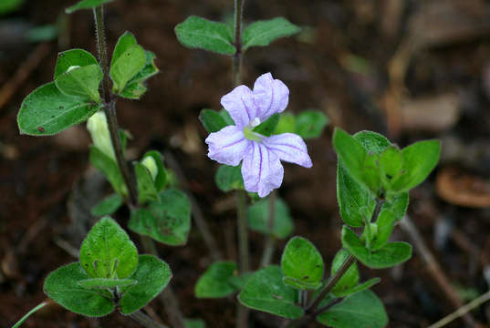 Plancia ëd Ruellia cordata Thunb.