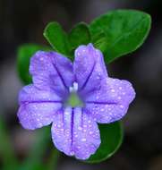 Plancia ëd Ruellia cordata Thunb.