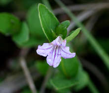 Plancia ëd Ruellia cordata Thunb.