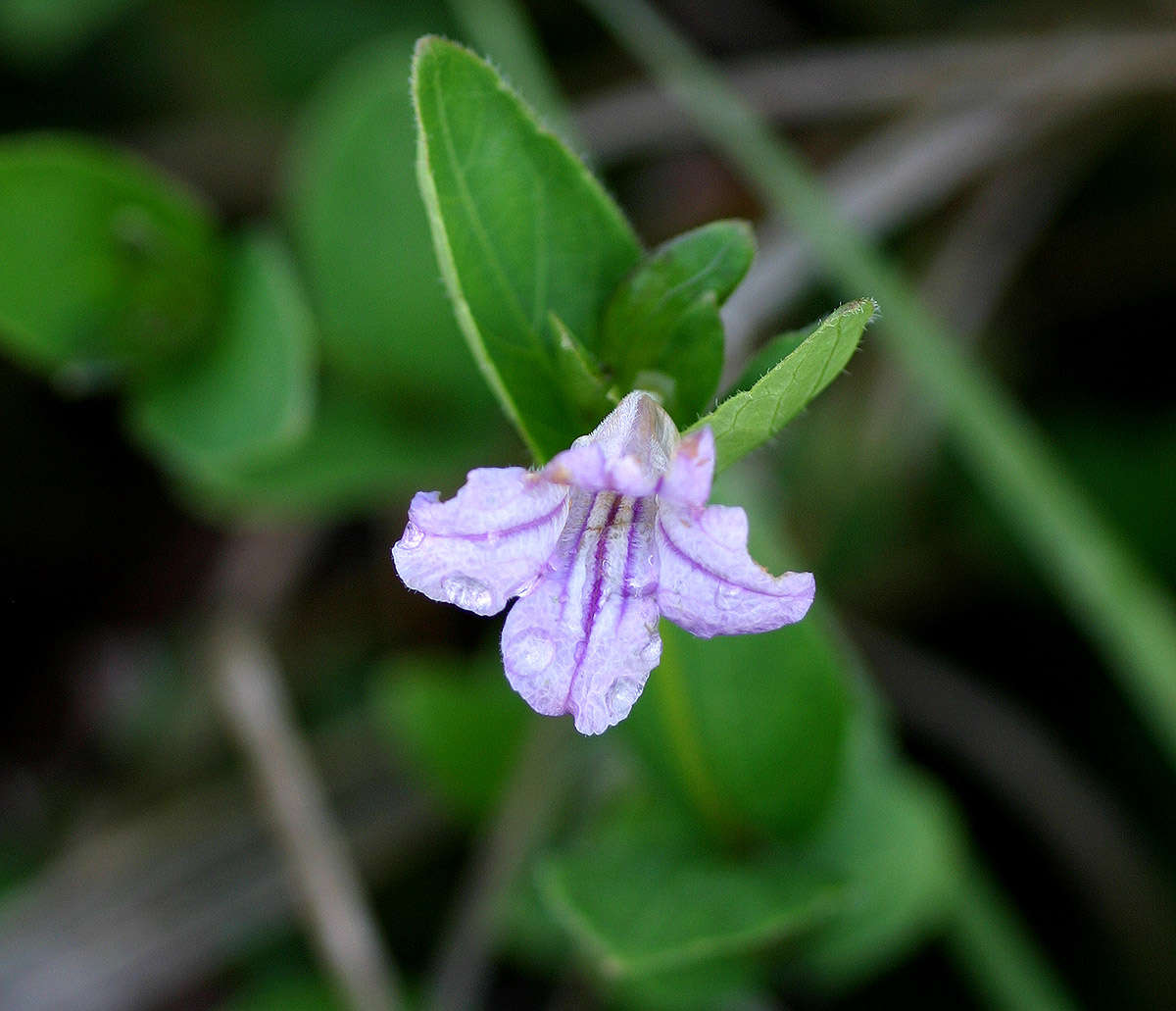 Plancia ëd Ruellia cordata Thunb.