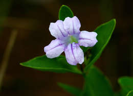 Plancia ëd Ruellia cordata Thunb.