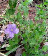 Plancia ëd Ruellia cordata Thunb.