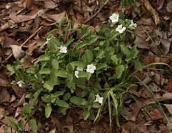 Plancia ëd Ruellia patula Jacq.