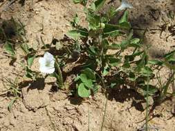 Plancia ëd Ruellia patula Jacq.