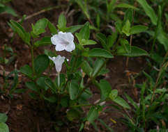 Plancia ëd Ruellia patula Jacq.