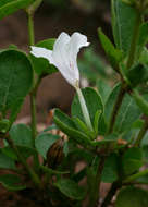 Plancia ëd Ruellia patula Jacq.