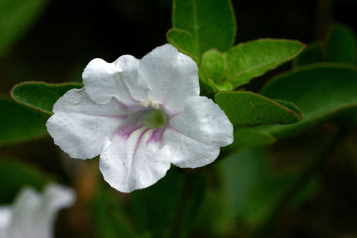 Plancia ëd Ruellia patula Jacq.