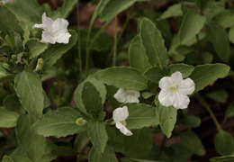 Plancia ëd Ruellia patula Jacq.