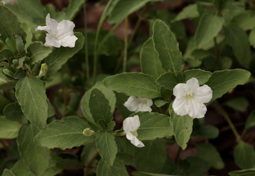 Imagem de Ruellia patula Jacq.