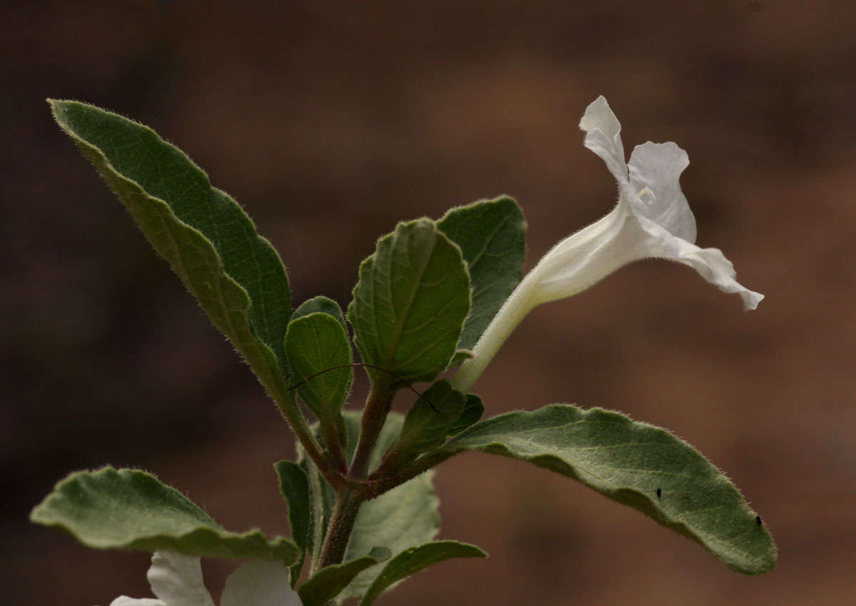 Plancia ëd Ruellia patula Jacq.