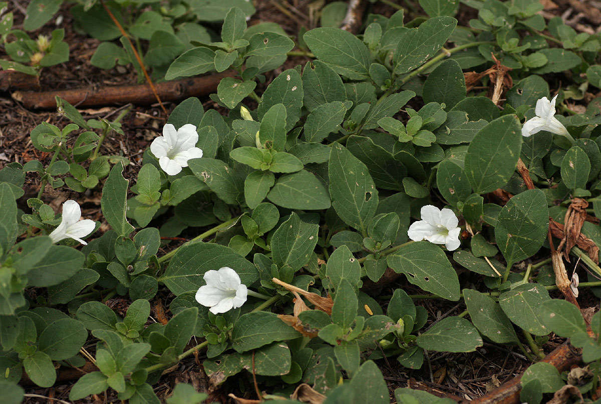 Plancia ëd Ruellia patula Jacq.