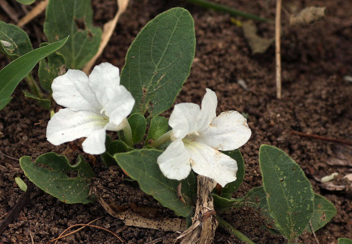 Plancia ëd Ruellia patula Jacq.