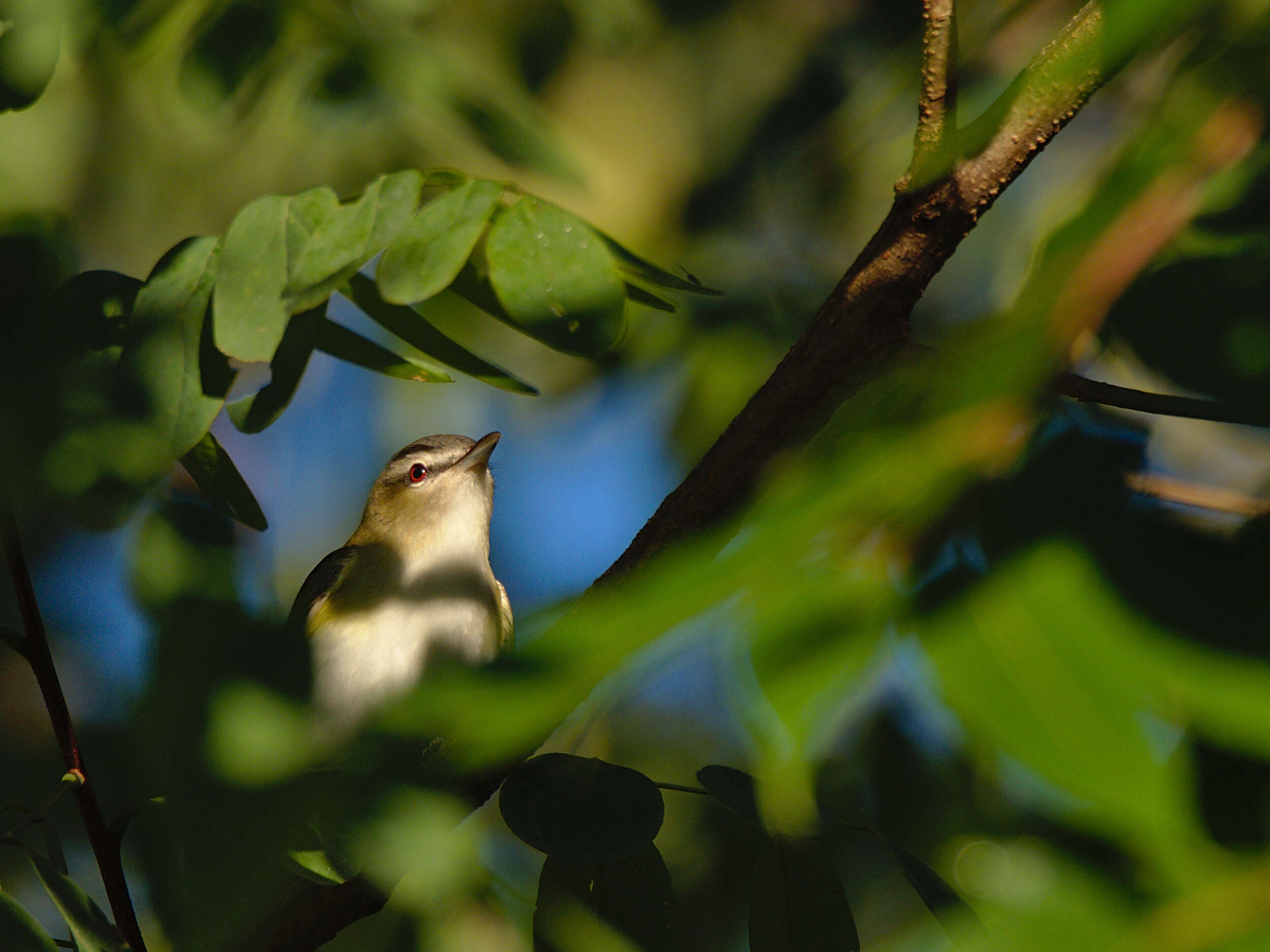 Image of Red-eyed Vireo