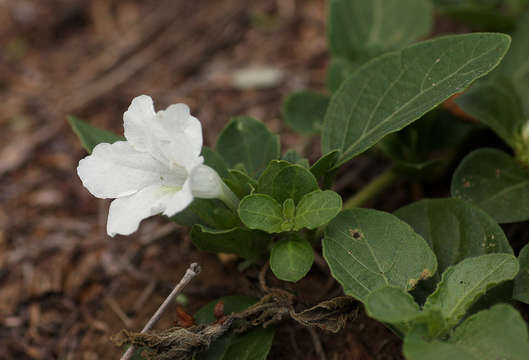 Plancia ëd Ruellia patula Jacq.