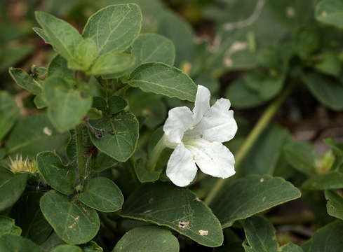 Imagem de Ruellia patula Jacq.